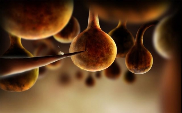 Botanicula Botanicula