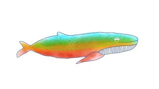 Colour Whale (itch)