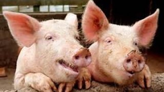 Pig Adventure (itch)