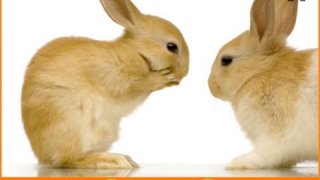 fantastic rabbits pictures for kids - free