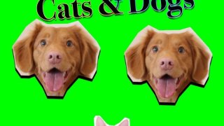 Cats and Dogs (itch)