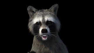 Raccoon Royale (itch)