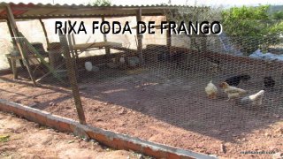RIXA FODA DE FRANGO (itch)