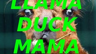 Llama Duck Mama (itch)