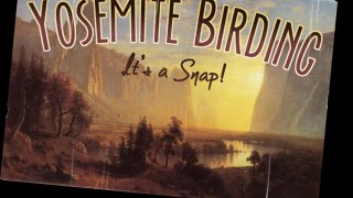 Yosemite Birding: It's a Snap! (itch)