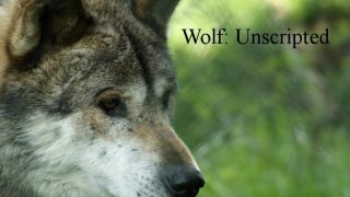 Wolf:Unscripted (itch)