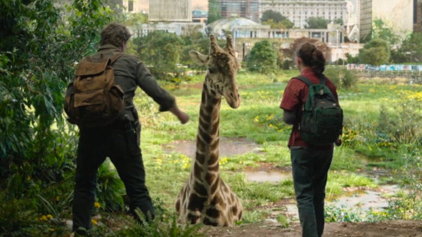 Для съёмок финала The Last of Us от HBO использовали настоящих жирафов