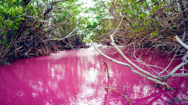 Создатели Minecraft показали мангровый биом, игроки им недовольны