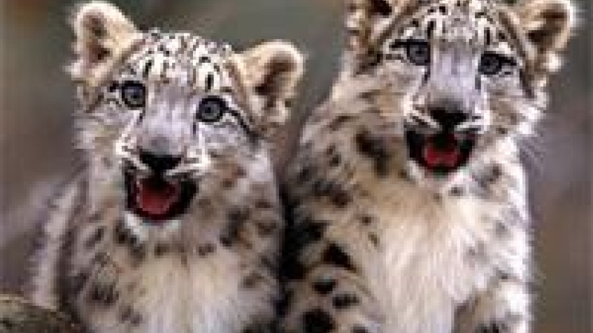 WWDC: анонс Snow Leopard, шутки над Microsoft