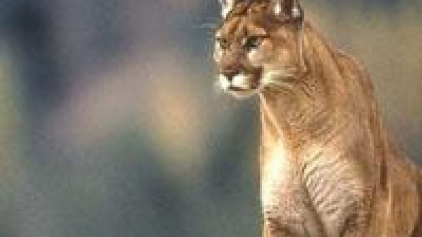 MSI представила линейку ноутбуков на основе AMD Puma MSI представила линейку ноутбуков на основе AMD Puma