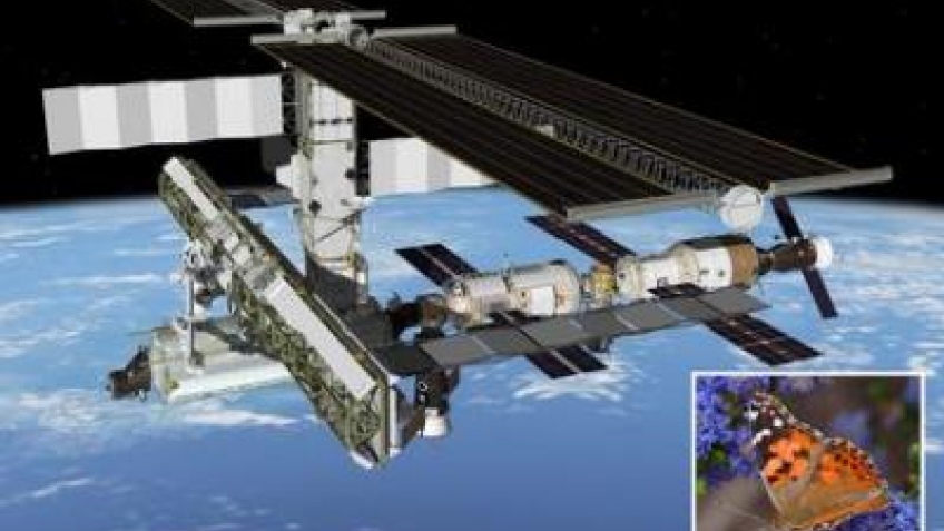 Бабочек отправят в космос