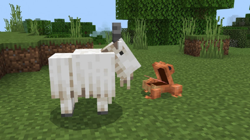 Minecraft creators told why frogs ate goats Minecraft creators told why frogs ate goats